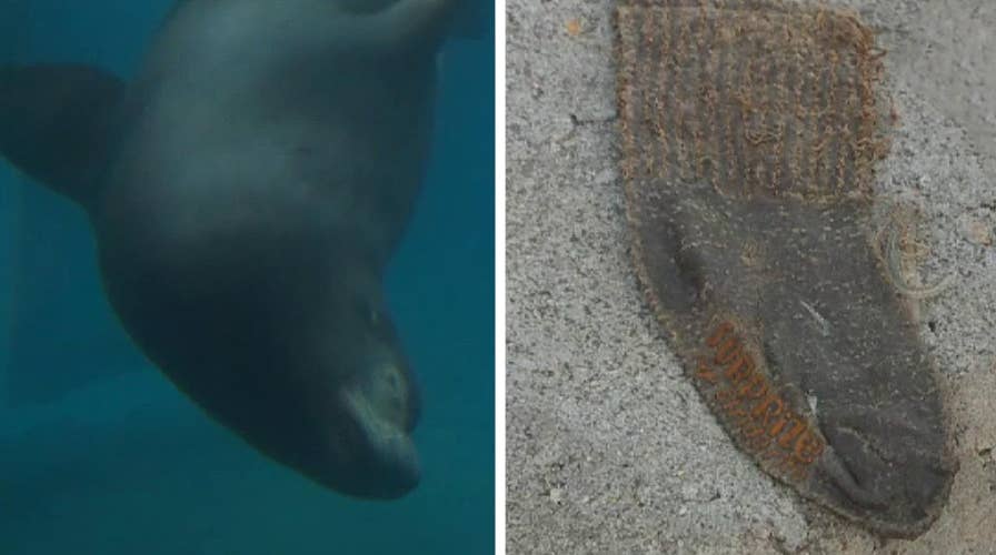 Sea lion at Salt Lake City's Hogel Zoo is healthy again after eating a sock that fell in his enclosure