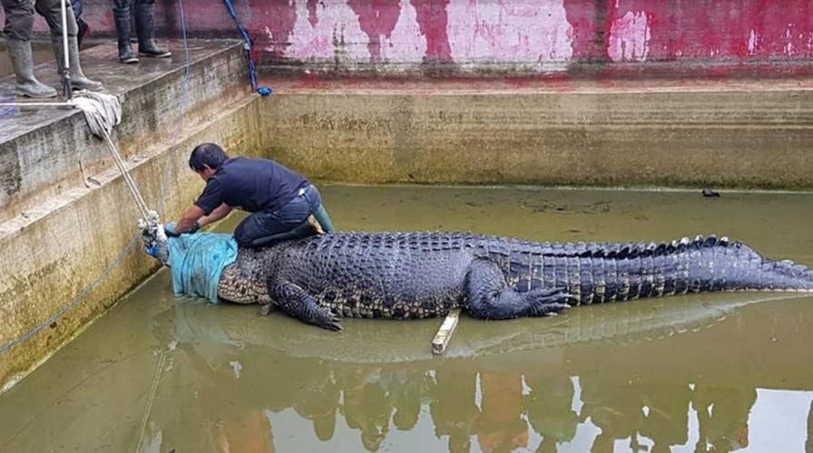 Indonesian woman mauled to death by giant pet crocodile