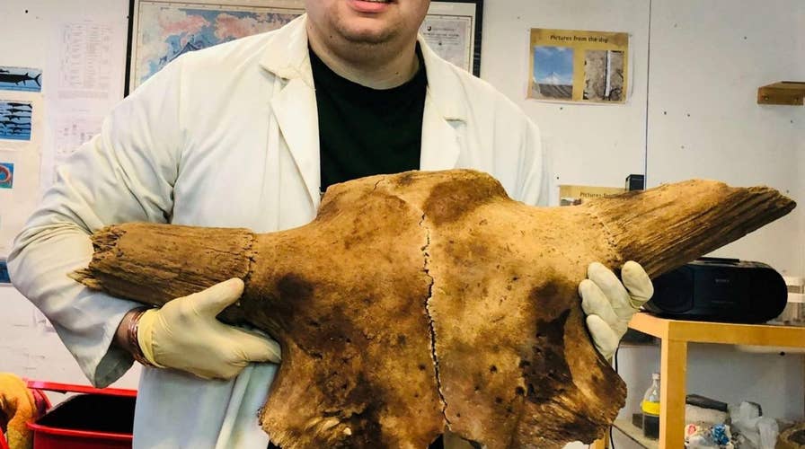 Ancient 150,000-year-old buffalo skull found in England