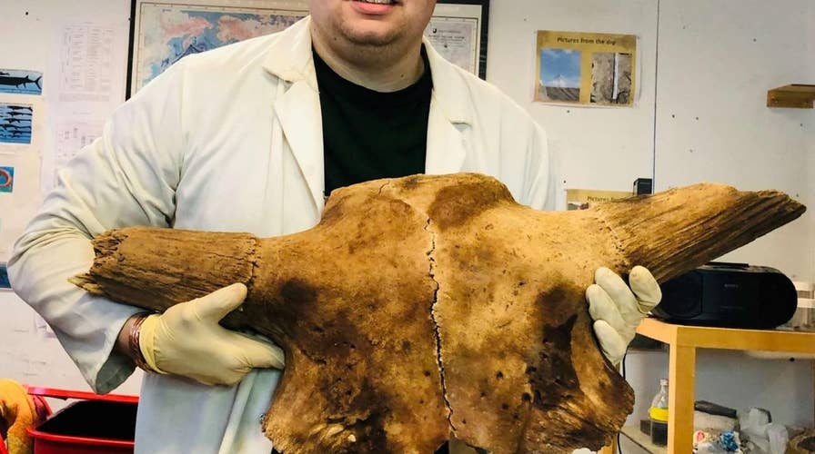 Ancient 150,000-year-old buffalo skull found in England