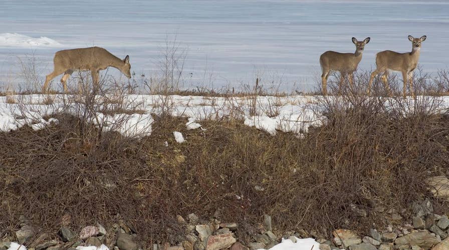 Man who helped rescue deer facing fine after taking animal home to nurse back to health