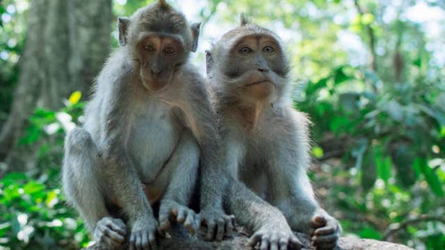 Gang of monkeys fatally chases Indian woman| Latest News Videos | Fox News