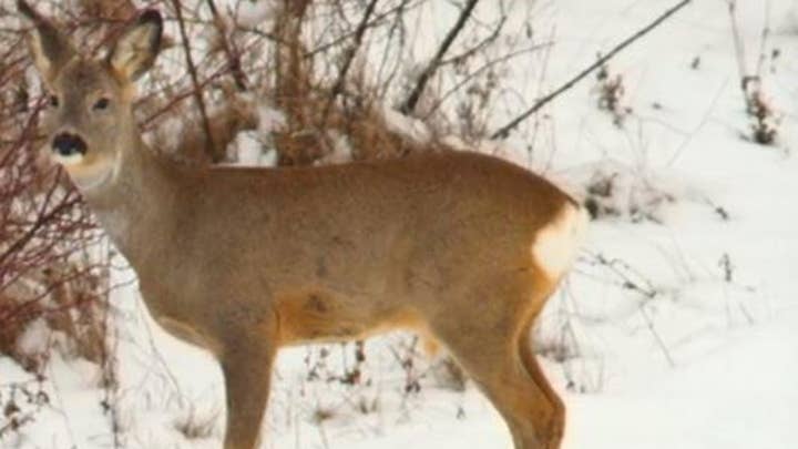 101-year-old hunter kills two deer with one bullet
