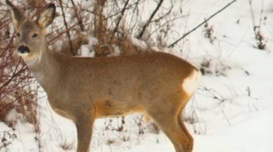 101-year-old hunter kills two deer with one bullet