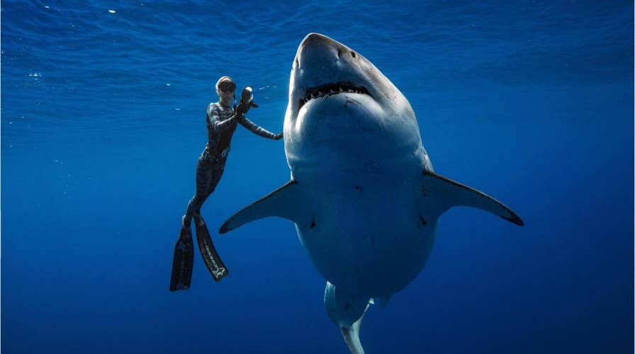 World’s largest great white shark