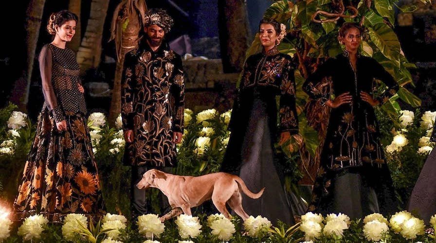 Stray dog crashes runway at Mumbai fashion show