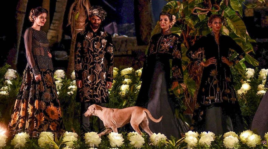 Stray dog crashes runway at Mumbai fashion show