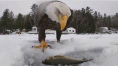 Bald eagle steals fisherman’s first catch in incredible up-close video