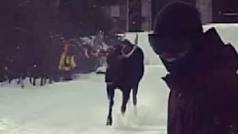 Moose seen chasing snowboarders, skiers at Colorado resort