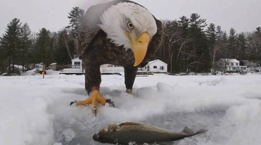 Bald eagle steals fisherman's first catch in incredible up-close video