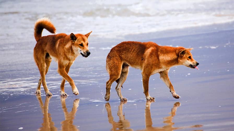 6-year-old mauled by pack of dingoes at Australian tourist spot