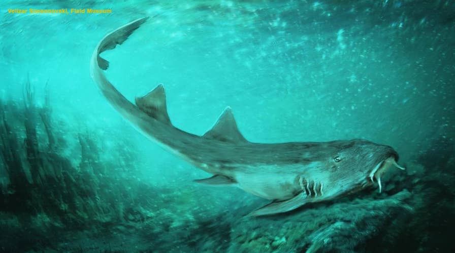 Prehistoric shark teeth discovered alongside famous Tyrannosaurus