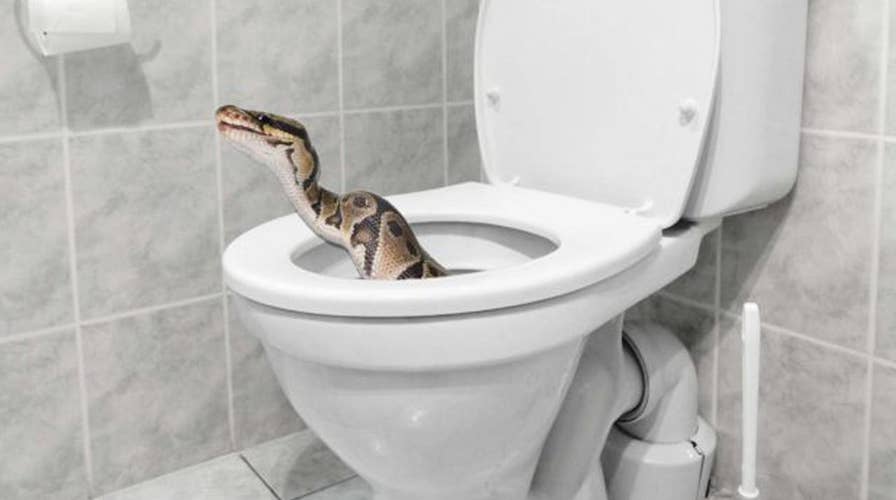 Horrified family finds huge python coiled in toilet