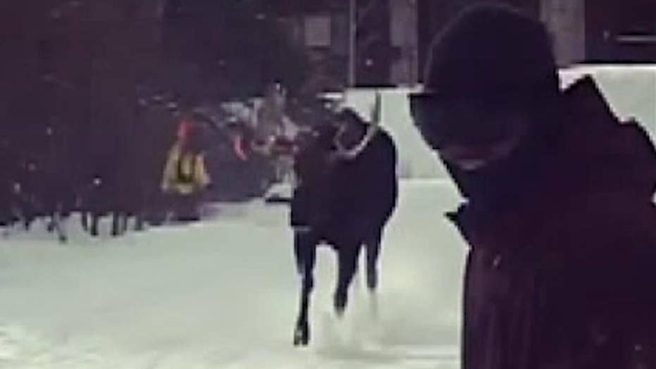 Moose seen chasing snowboarders, skiers at Colorado resort