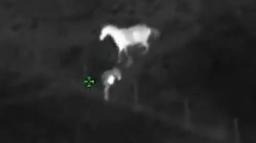 Crime-fighting horse helps nab suspect fleeing cops in Florida