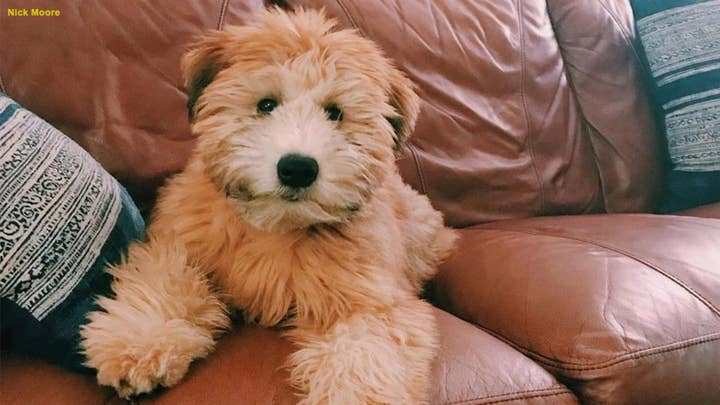 Dog dies during Wag walk, owners asked to sign non-disclosure agreement