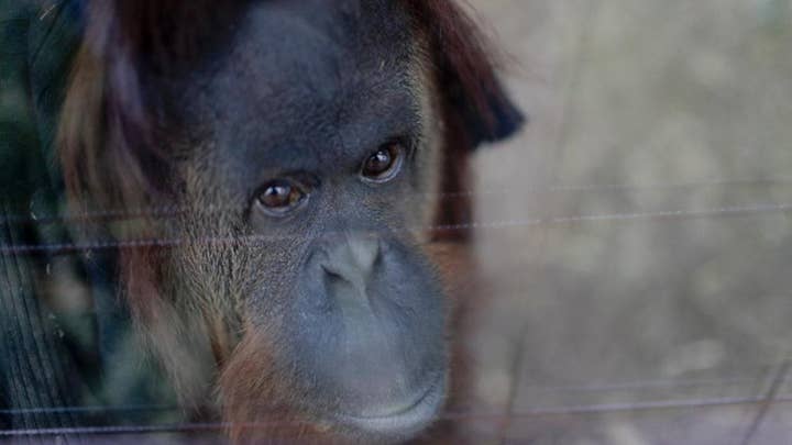 Orangutan bites zoo volunteer during encounter, detaches thumb