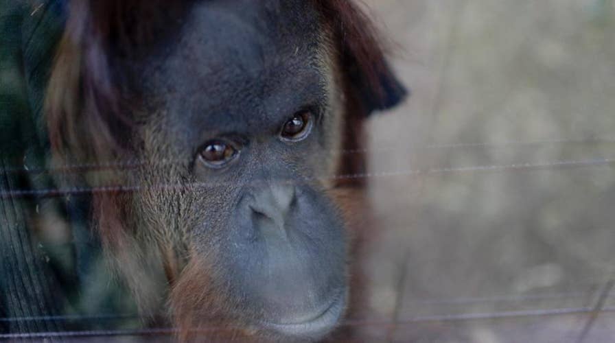 Orangutan bites zoo volunteer during encounter, detaches thumb