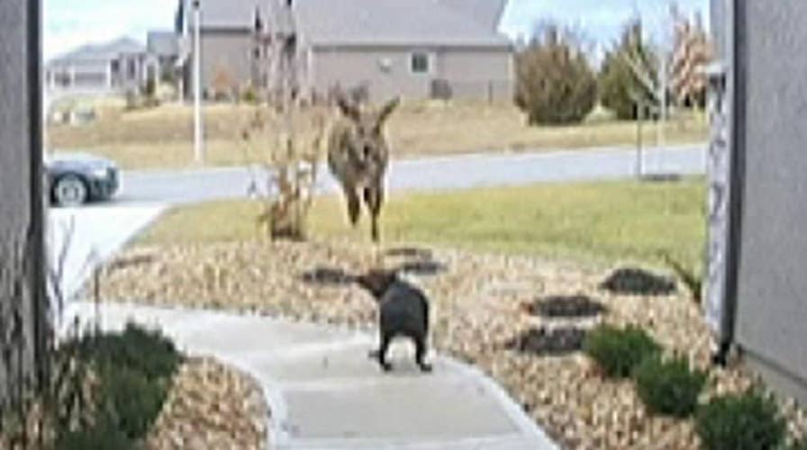 Doorbell camera catches a deer jumping over a family's dog