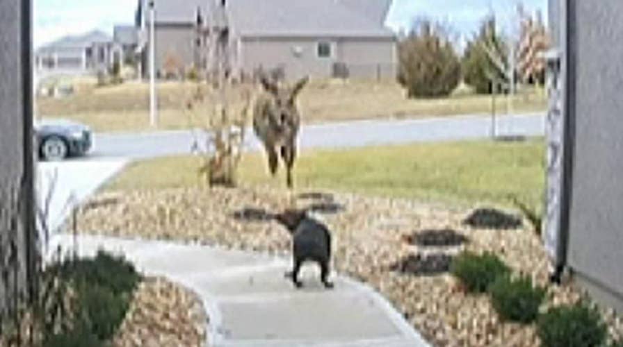 Doorbell camera catches a deer jumping over a family's dog
