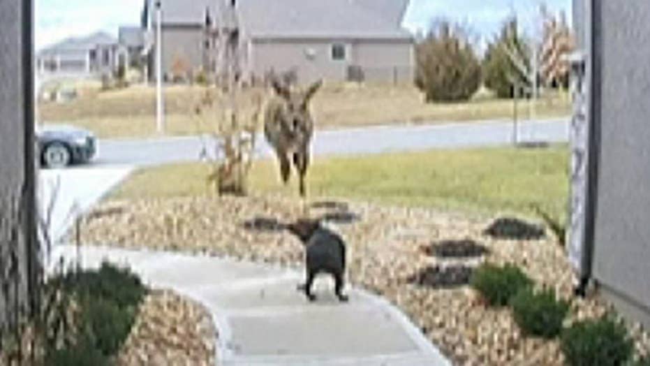 Deer leaps over family’s dog in bizarre home surveillance video