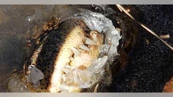 Alligators 'frozen' in North Carolina swamp exhibit bizarre survival tactic
