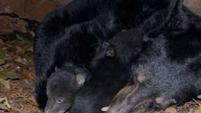 Alaska Dad Son Sentenced For Killing Mother Bear Newborn Cubs Latest News Videos Fox News