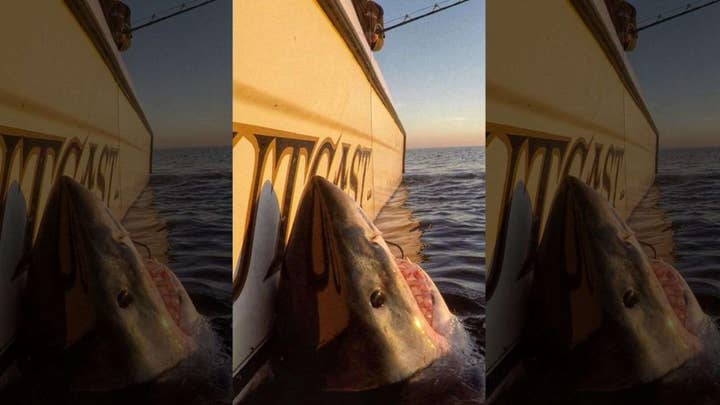 South Carolina fisherman hooks massive great white shark