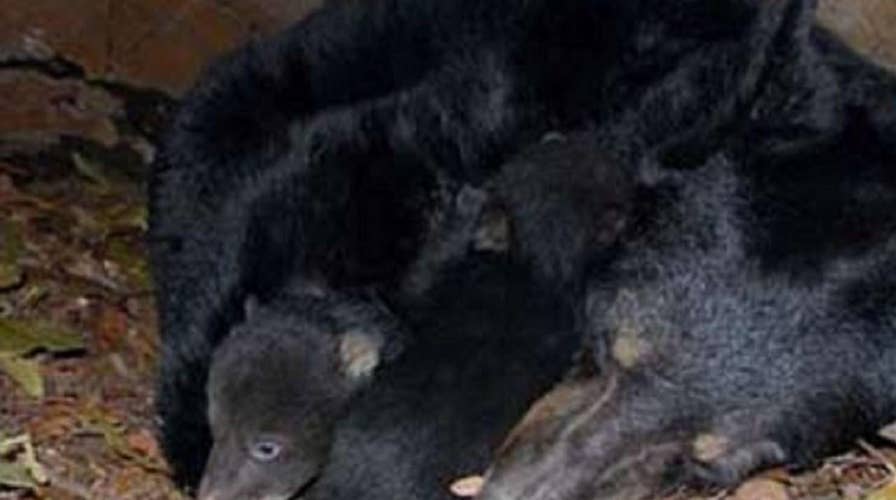 Alaska dad, son sentenced for killing mother bear, newborn cubs