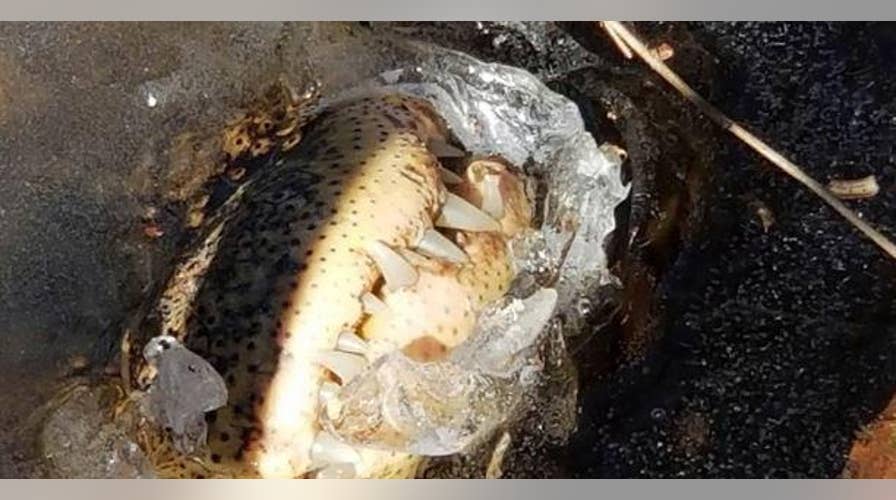 Innovative survival methods kick in for alligators in a freezing North Carolina swamp