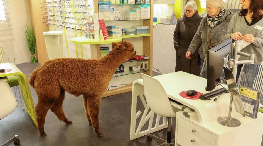 Alpaca wandered into optician's office&nbsp;then captured by police
