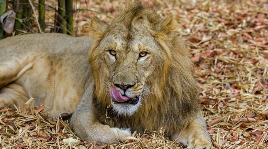 Two lions maul a man to death inside an Indian zoo enclosure