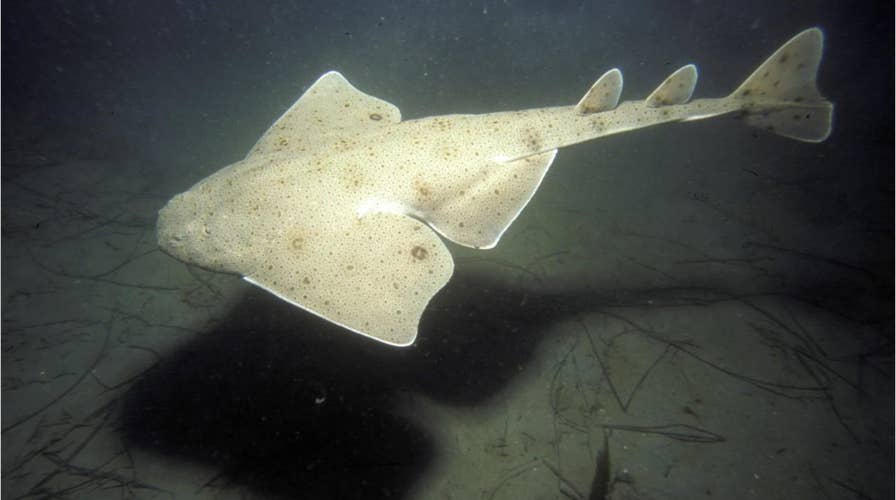 Rare 'flat bodied' angel sharks spotted by fishermen off coast of Wales