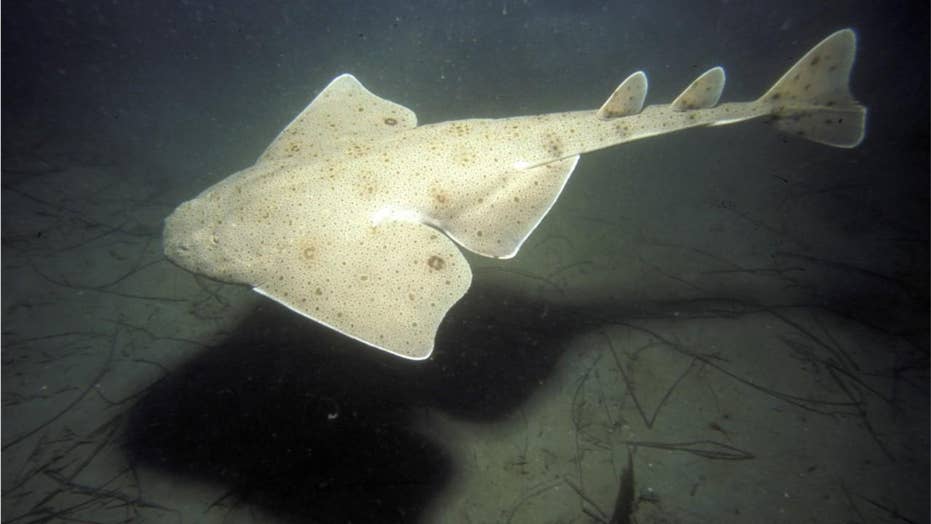 Rare #39 flat bodied #39 angel sharks spotted by fishermen off the coast of
