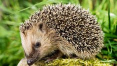 Salmonella outbreak linked to pet hedgehogs continues; 6 additional people sickened, CDC says