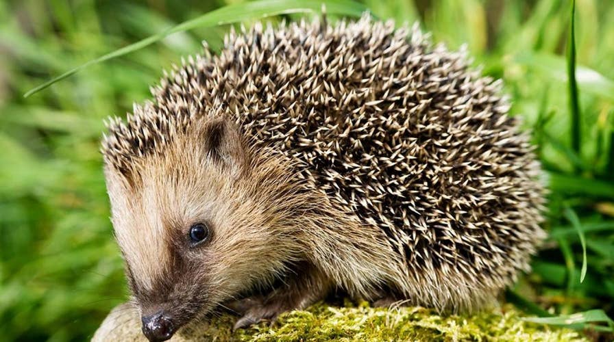 Pet hedgehogs associated with salmonella outbreak