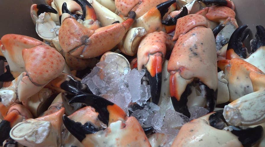 Red tide hurting Florida stone crab fisherman