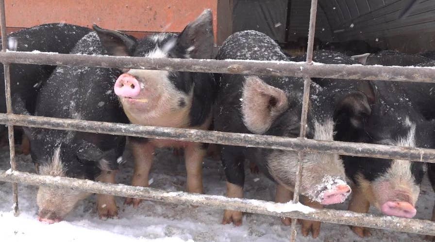 Trade top concern for Iowa farmers as 2020 Democrats visit state