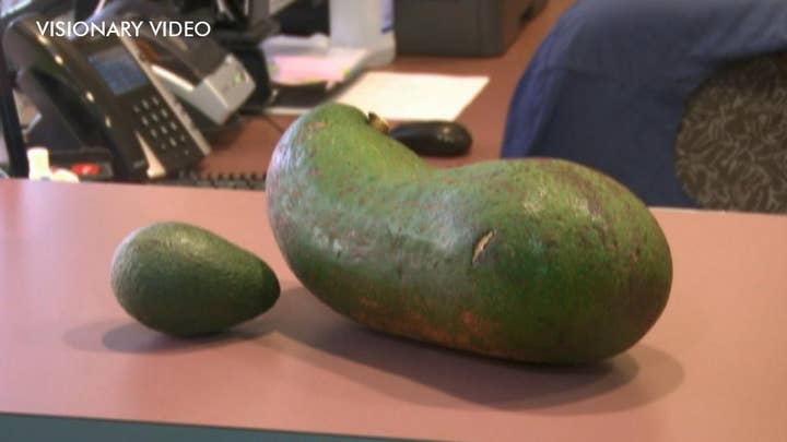 Hawaiian farmer grows heaviest avocado