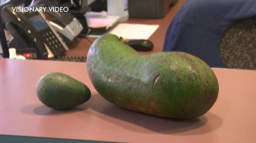 Hawaii farmer's 6-pound, 11-ounce avocado may break world record