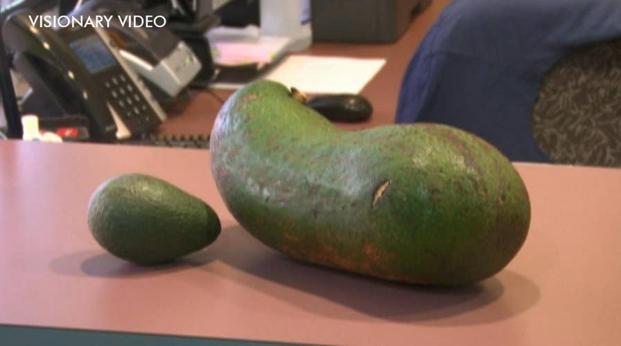 Hawaiian farmer grows heaviest avocado