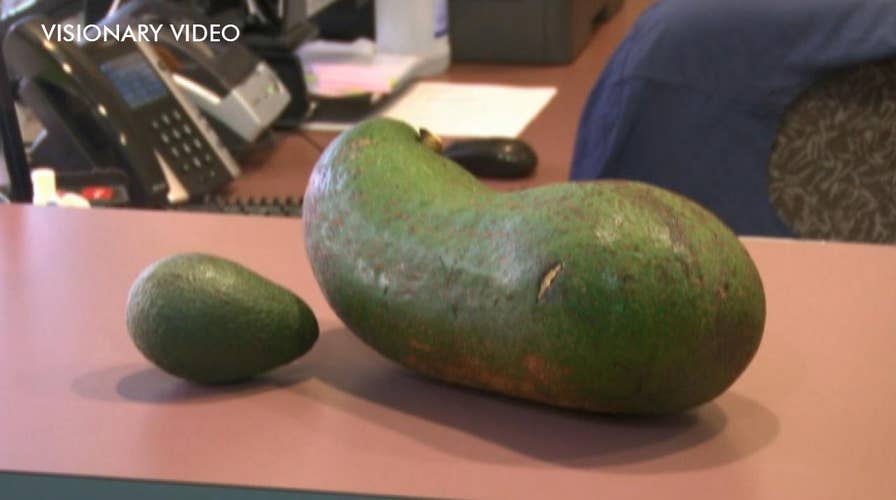Hawaiian farmer grows heaviest avocado