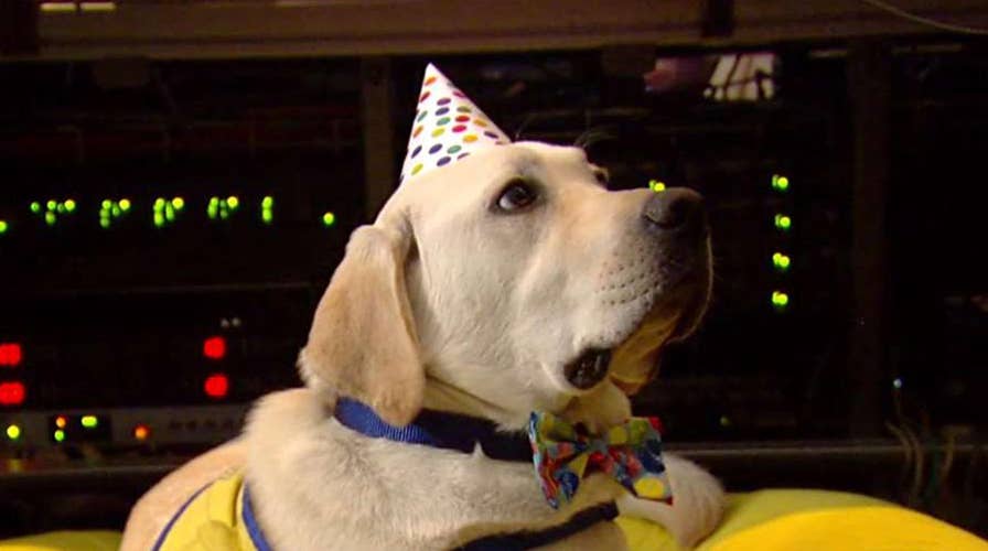 Happy birthday, Spike! Canine Companion turns one