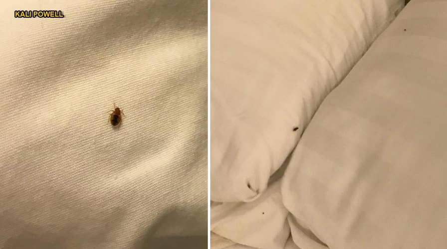 Bedbugs take over Texas hotel bedroom in skin-crawling photos