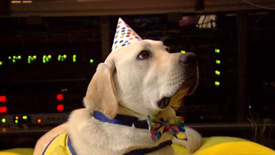 when a dog turns 1 how old in dog years