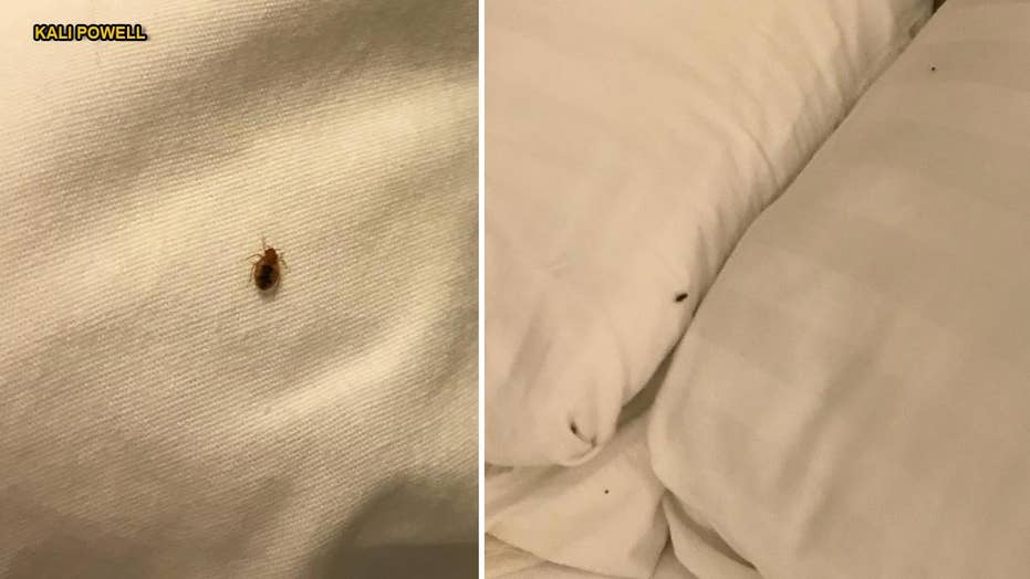 bed bug sheets travel