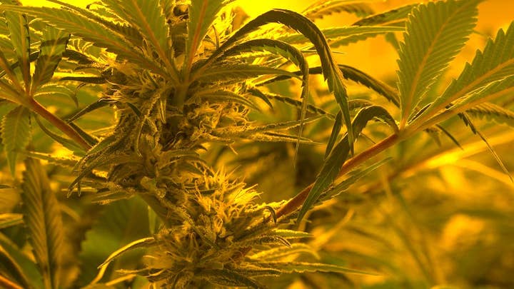 Big tobacco eyes cannabis as cigarette sales decline