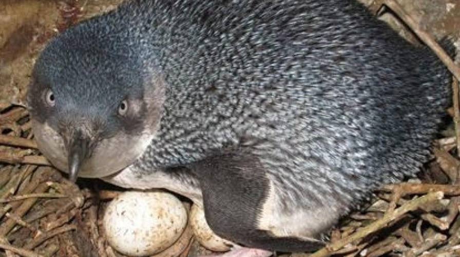 Little blue penguins stolen after thieves used crowbar to break into nest