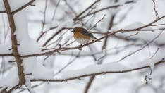 Can birds survive a polar vortex? Here's what happens to feathered creatures in freezing temperatures