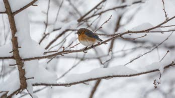 Can birds survive a polar vortex? Here's what happens to feathered creatures in freezing temperatures